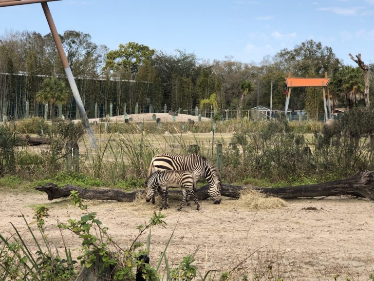 The Ultimate Guide To ZooTampa At Lowry Park - Tampa, Florida - Family