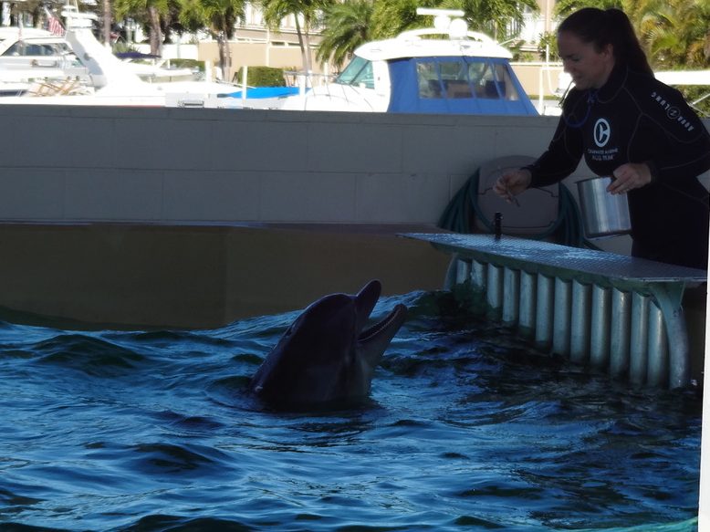 Clearwater Marine Aquarium