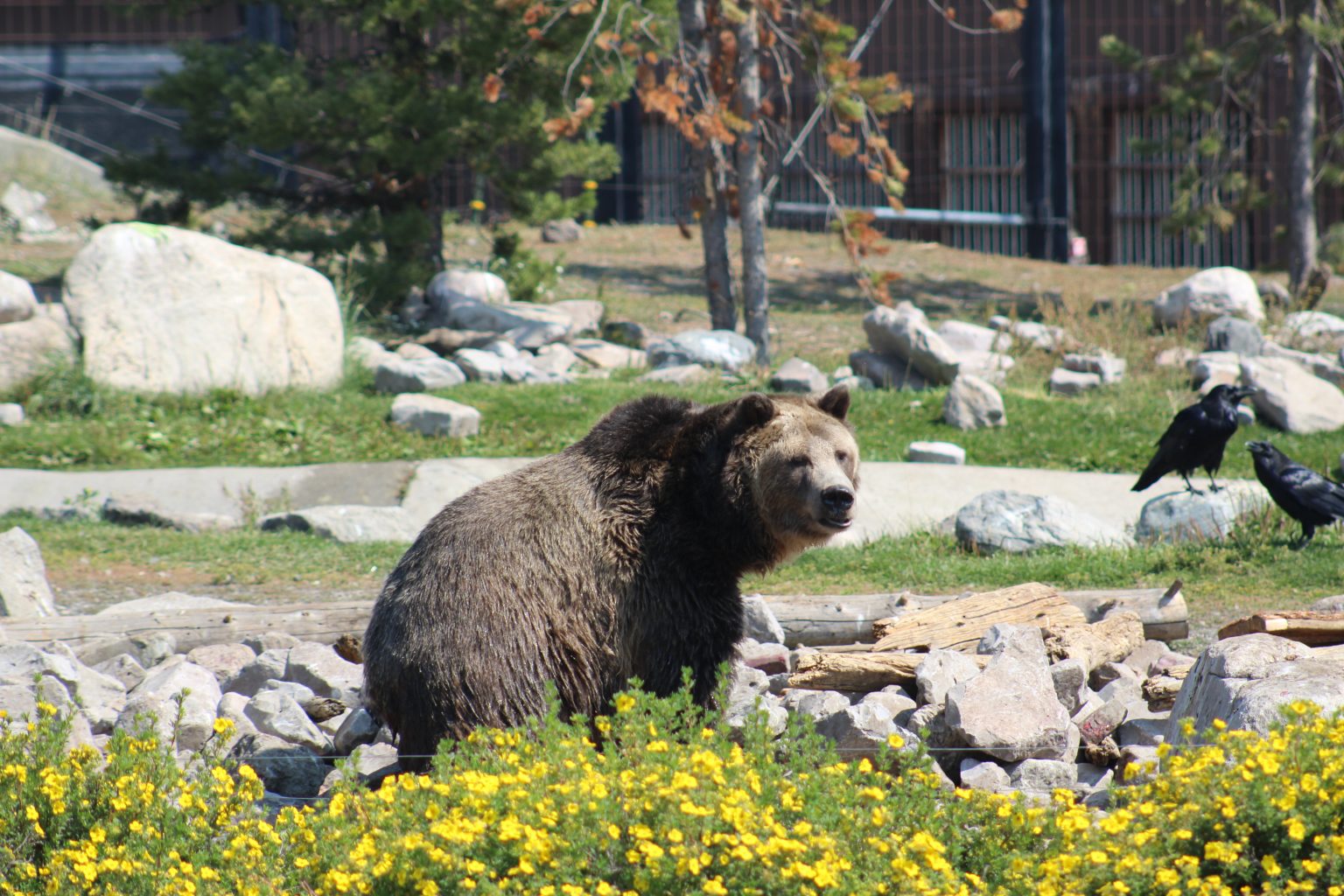 Bear Spray Rental Yellowstone, NP Practical Info You Need to Know