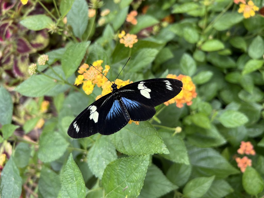 Blue black and white butterfly at the Original Butterfly House and Insect World, Mackinac Island MI