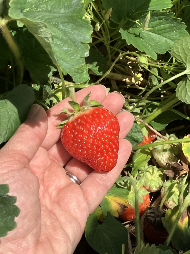 Strawberry in the field