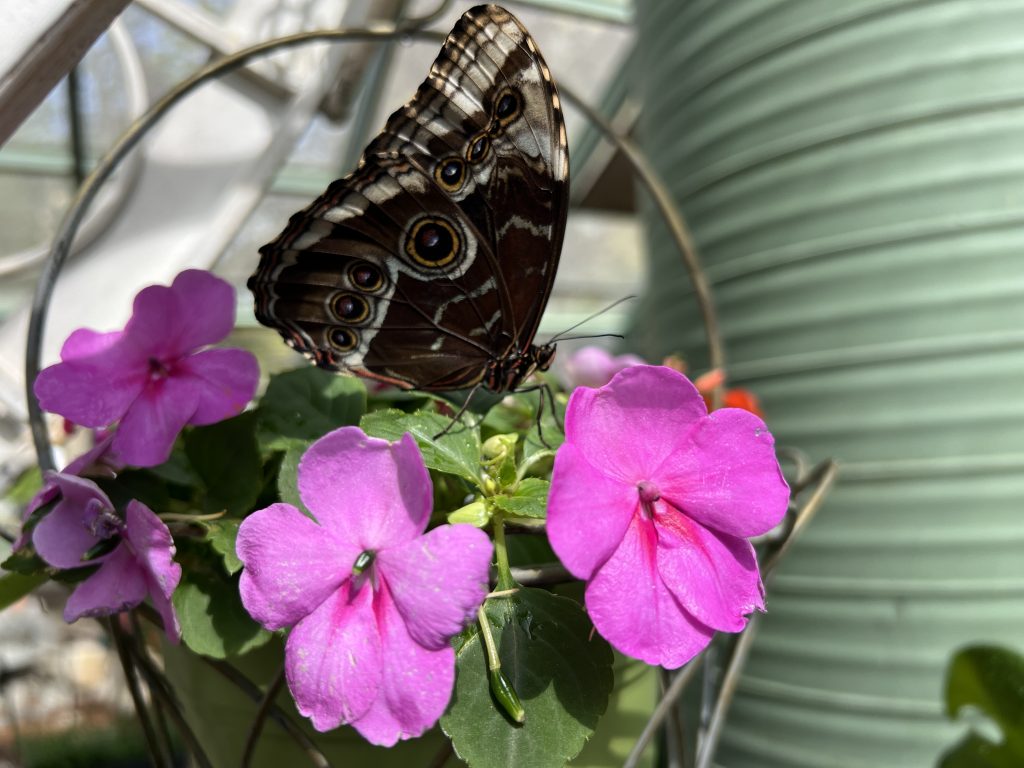 Butterfly on pink flowers at Wings of Mackinac on Mackinac Island MI