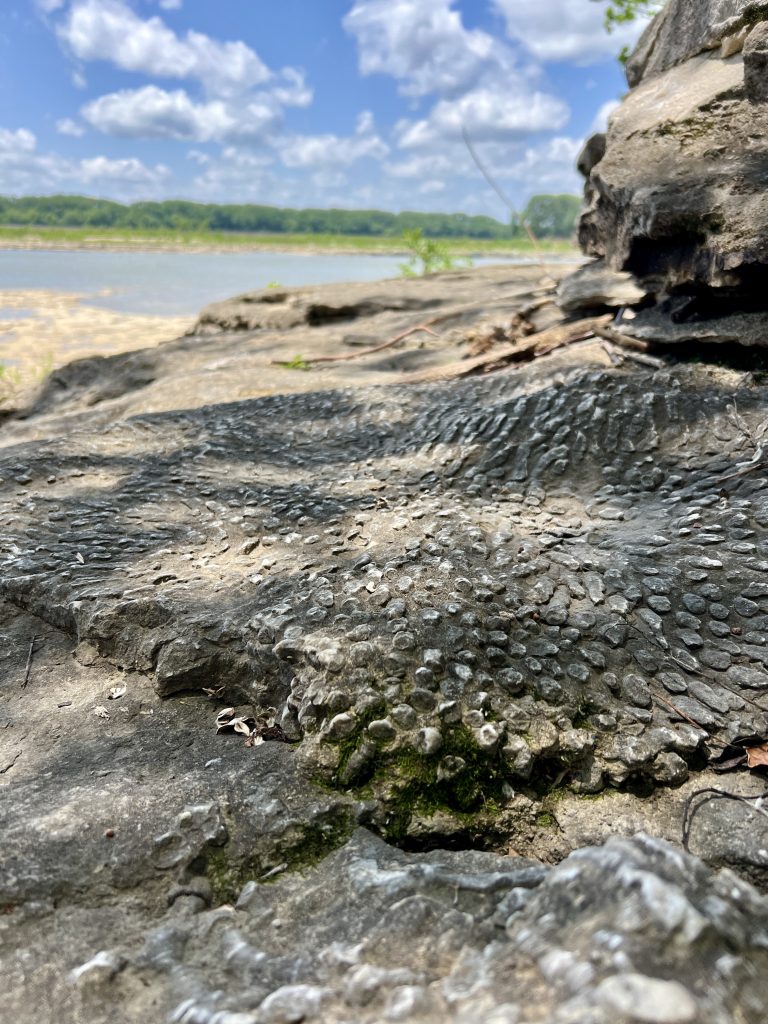 Fossils at the Falls of the Ohio State Park