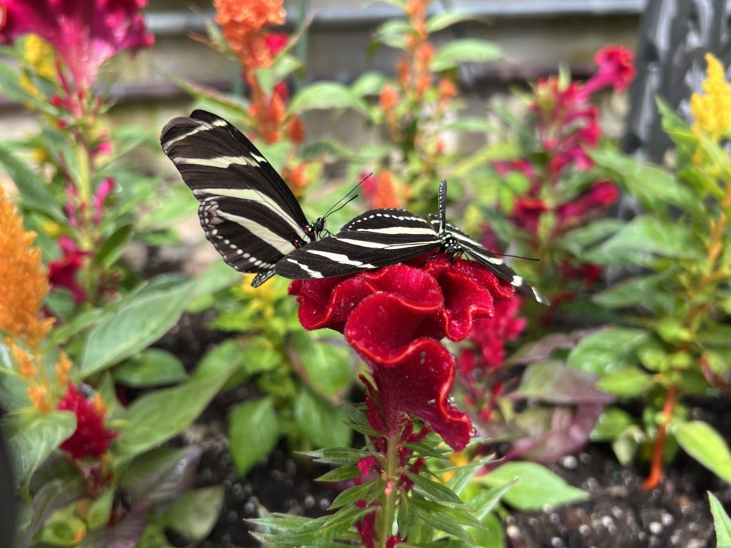 Black and white butterfly on a red flower