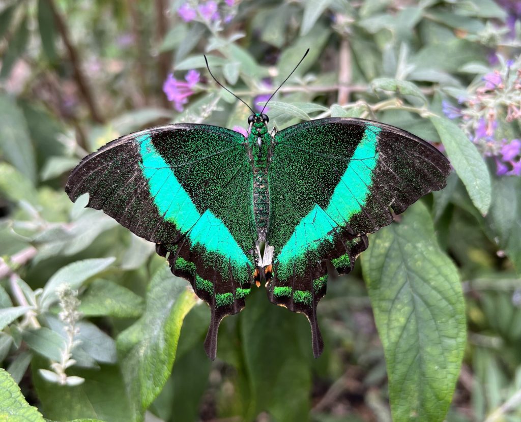 Green and black butterfly at the Original Butterfly House & Insect World, Mackinac Island 