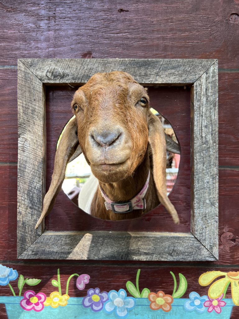 Goat at the Squire Boone Caverns Petting Zoo